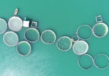 Van’da baraj gölünde kuraklık endişesi: Oksijensiz kalıp öldüler