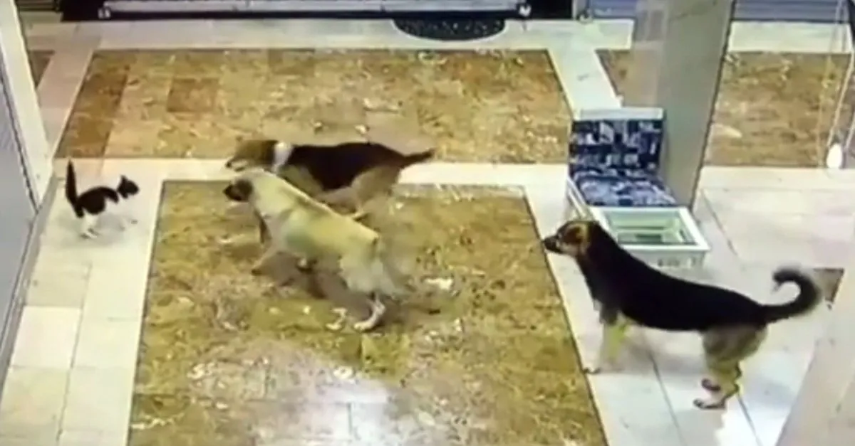 Köpekler hayatının hatasını yaptı! Yavrusuna saldıran 3 köpeği pişman etti