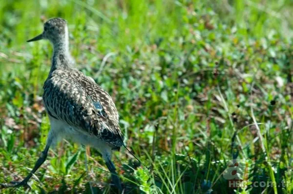 Mola vermeden 13 bin kilometre uçtu! İşte dünyanın en dayanıklı kuşu 4