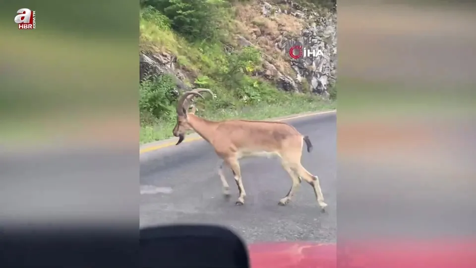 Yaban keçisi böyle görüntülendi
