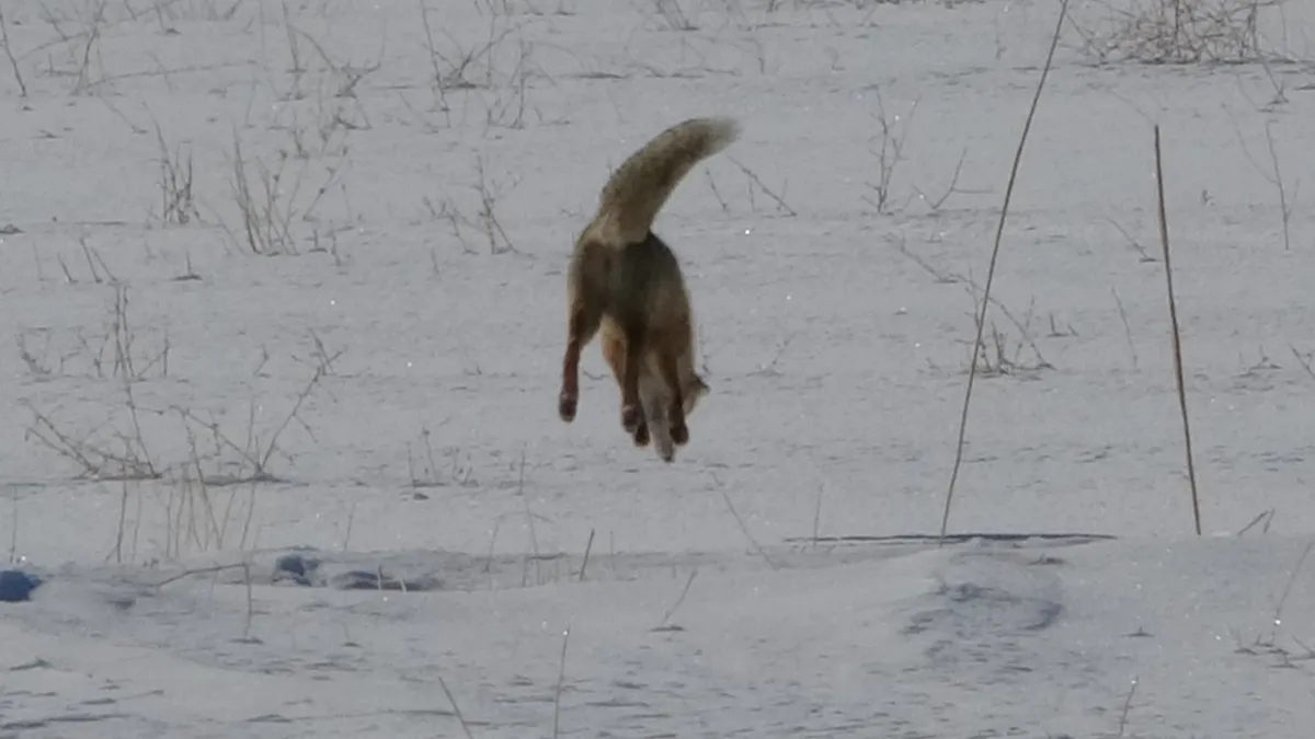 Van’da belgeselleri aratmayan görüntü! Tilkilerin fare avı kamerada