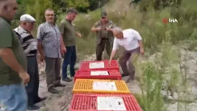 Keklikler doğaya salındı