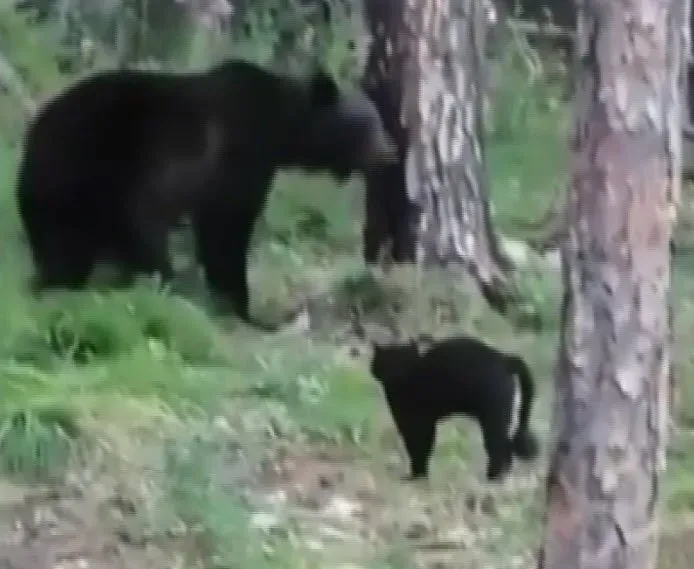 Kedi ayıya karşı aslan kesildi! Piknik yapan aileyi bakın nasıl savundu