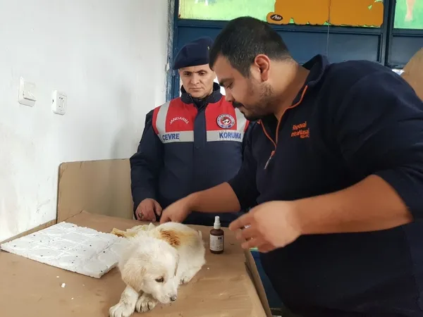 sivasta-coplukte-bulunan-yarali-kopegin-imdadina-jandarma-yetisti-1641989510590.jpg Sivas’ta çöplükte bulunan yaralı köpeğin imdadına jandarma yetişti - 3