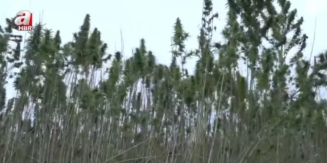 Türkiye’nin ilk tescilli kenevirinde hasat!