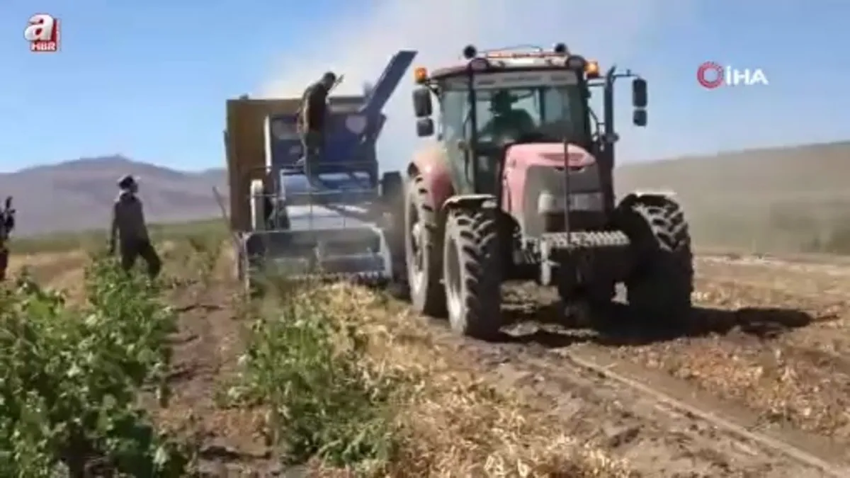 Bitlis'te kuru fasulye hasadında rekor: 37 bin ton üretim