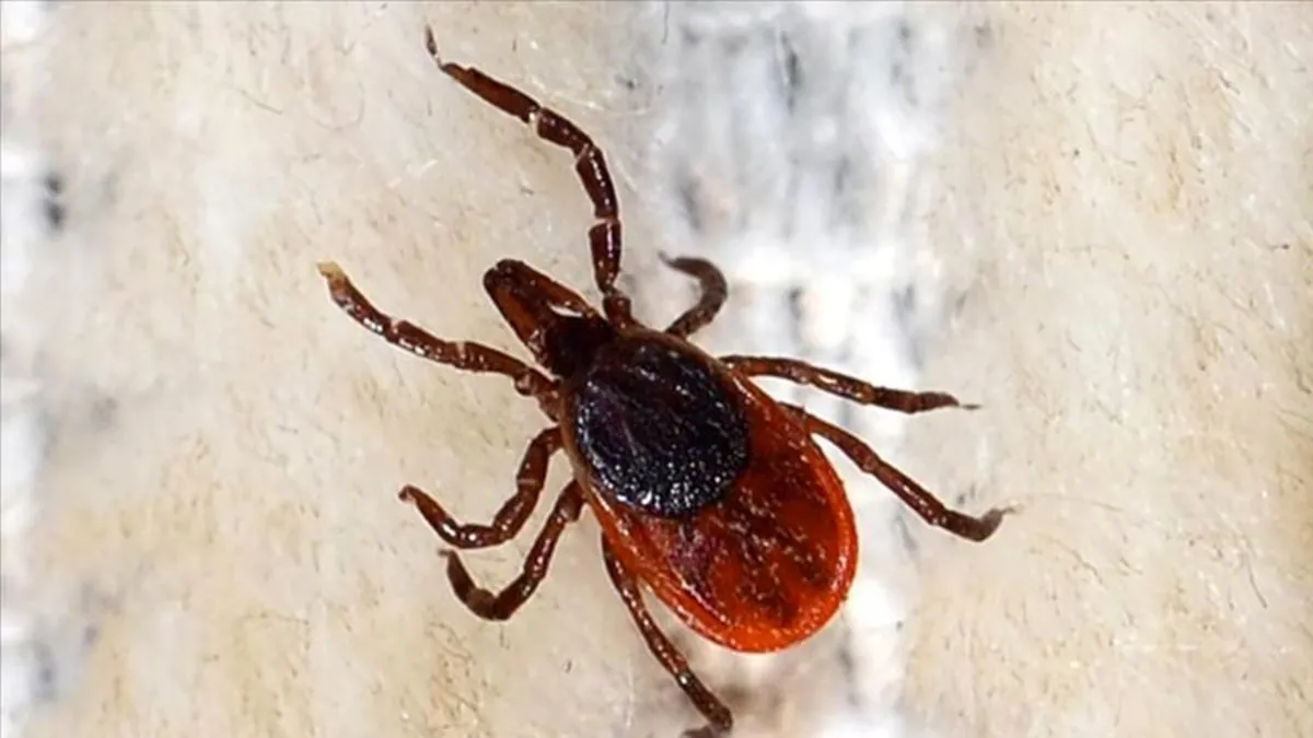 Uzmanlar uyardı: "Grip sandığınız ölümcül kene ısırığı olabilir"