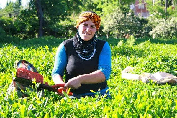 Türkiye’nin çay ihracatında yüzde 25’lik artış! 18 milyon doları geçti