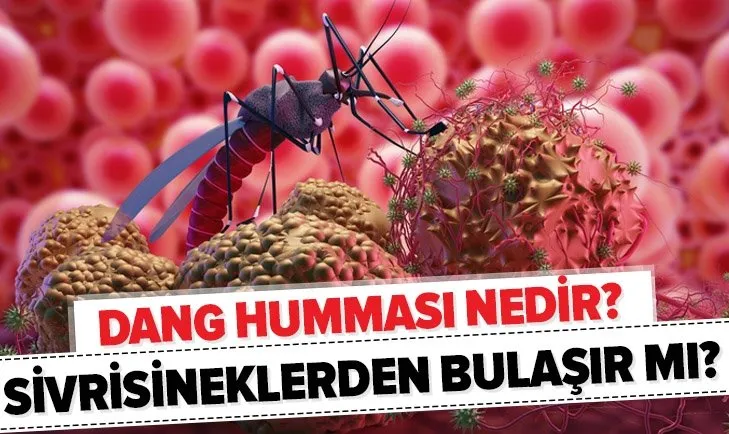 Dünya şokta! Koronavirüsten sonra Dang humması nedir? Dang humması belirtileri neler? Bulaşıcı mı?