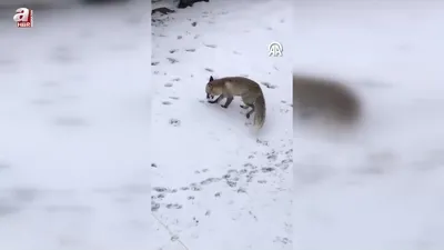 Böyle çukura gömdü