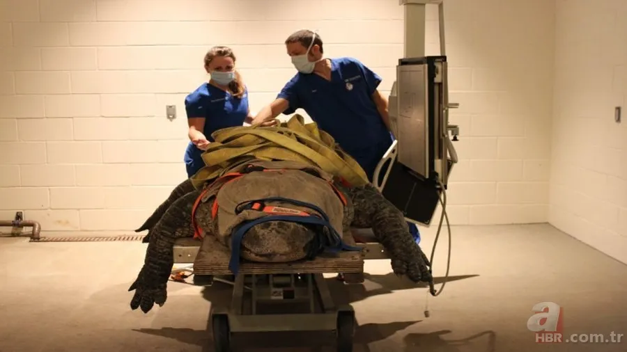 Yüzlerce kiloluk dev timsah tedavi edildi! Görüntüleri sosyal medyayı salladı 2