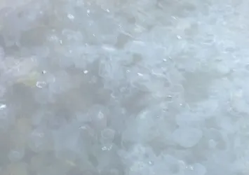 İstanbul Boğazı'nda denizanası tehdidi! Balık stoklarını kurutuyorlar