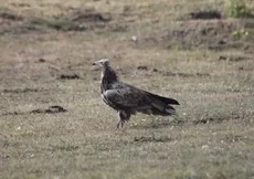 Nesli tehlikede! Bayburt’ta görüldü