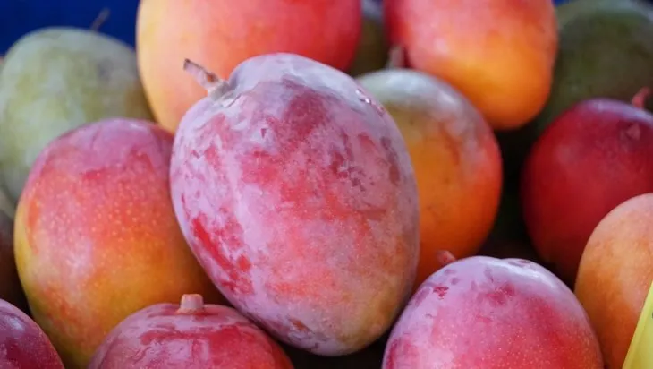 Türkiye’de ilk defa üretilen mangonun hasadı başladı
