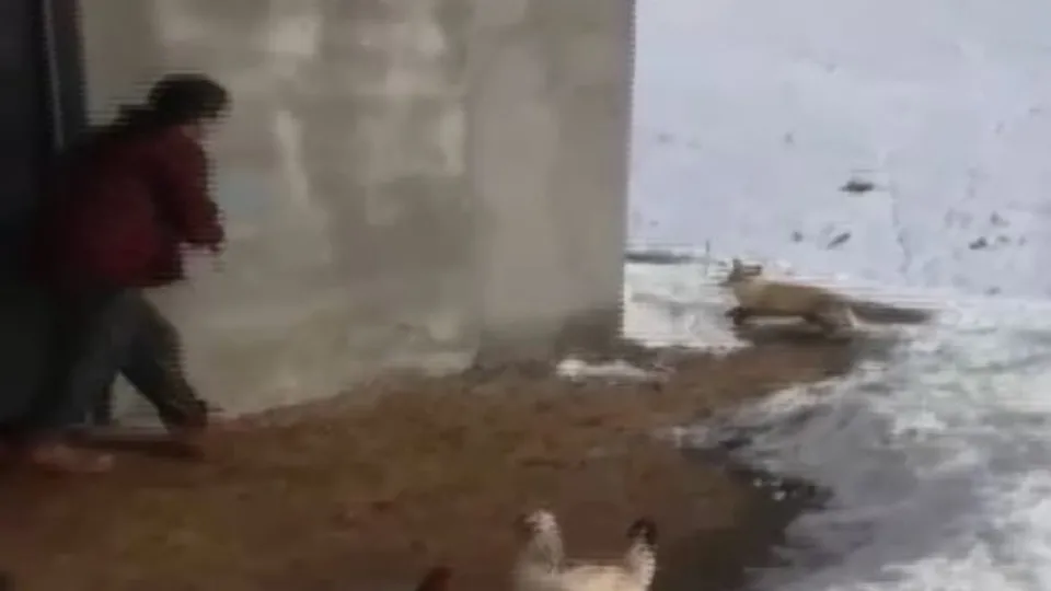 Tavuklarına göz diken tilkiyle dakikalarca sohbet etti |Video