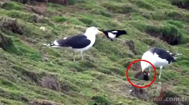 Oltasına takıldı! Neye uğradığını şaşırdı 7