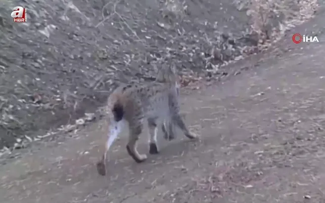 Çankırı’da avını taşıyan vaşak kamerada