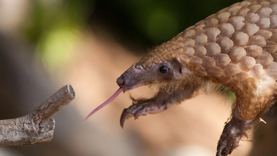 Koronavirüsün benzeri “Pangolin” isimli memelide kesin olarak bulundu! Uzmanlar uyardı