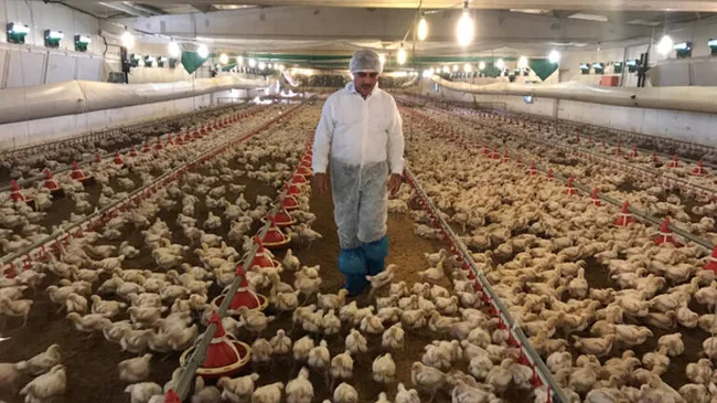 Suudi Arabistan’dan skandal Türkiye kararı: Hayvani ürün ithalatını askıya aldı