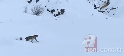 Nesli tükenmekte olan vaşak Tunceli ve Bingöl’de görüntülendi!