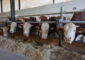 DMM'den şap hastalığı ile ilgili iddialara yalanlama