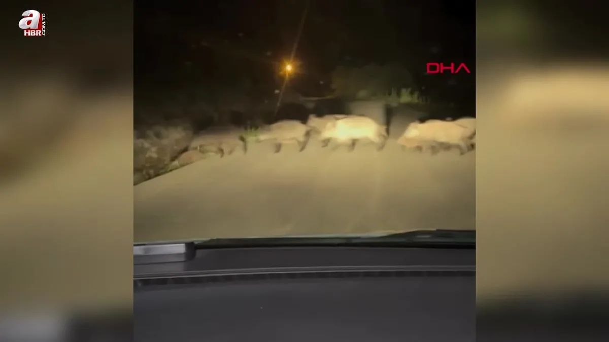 Yola çıkan domuz sürüsü görüntülendi