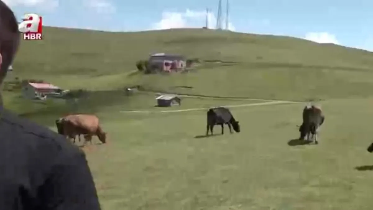 Türkiye'nin Yaylaları: Limonsuyu Yaylası