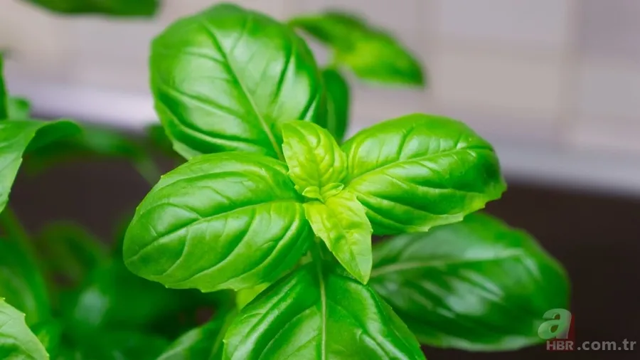 Doğal kalp ilacı doğada bulundu! Tansiyon ve kolesterolü sabitleyen o bitki 3