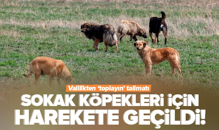 39 ilçeye ’sokak köpeklerini toplayın’ talimatı