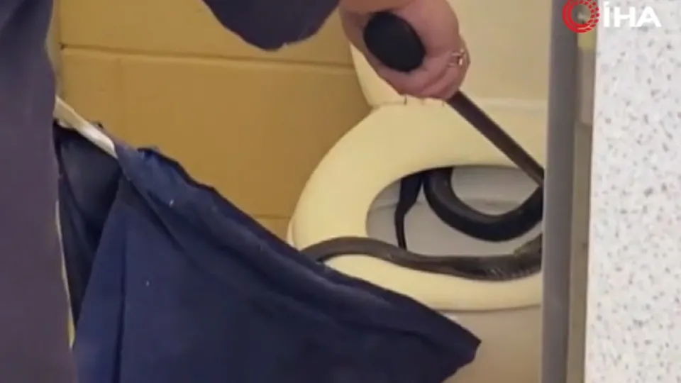 Klozetten dev zehirli yılan çıktı