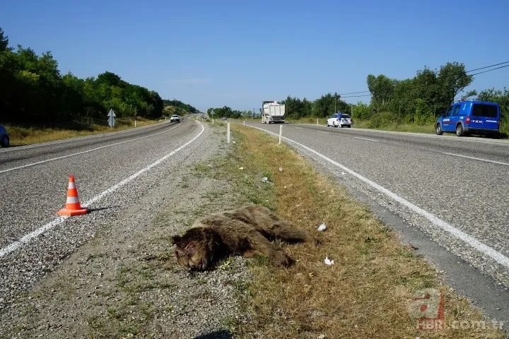Kastamonu'da aracın çarptığı bozayı telef oldu 14