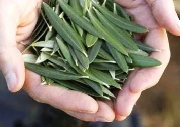 Koronavirüsle mücadelede doğal antibiyotik! Günde 3 kez tüketilebilir