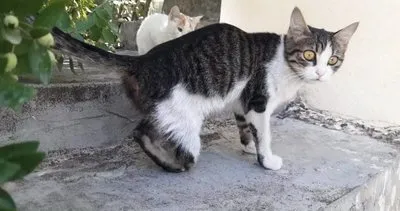 Gaziantep’te kedi vahşeti! Soruşturma başlatıldı