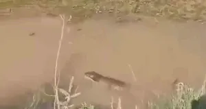 Siirt’te su samuru görüldü