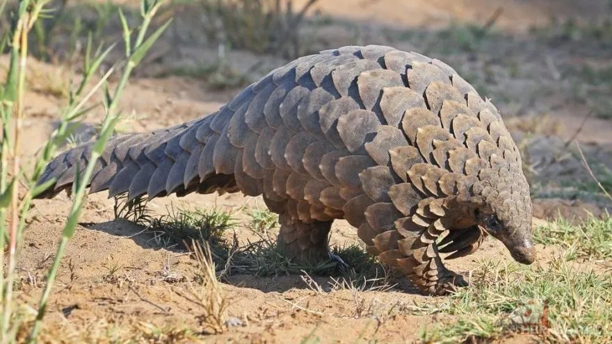 Pangolin koronavirüs taşıyıcısı çıktı! İşte Pangolinlerin yaşadığı ülkeler ve bölgeler... 15