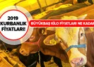 Büyükbaş canlı kurbanlık kilo fiyatı ne kadar? Büyükbaş kurbanlık fiyatları hisseleri ne kadar kaç lira?