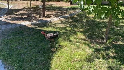 Kesmek için aldı kümese gidince şoke oldu! Bu horozu görenler gözlerine inanamıyor