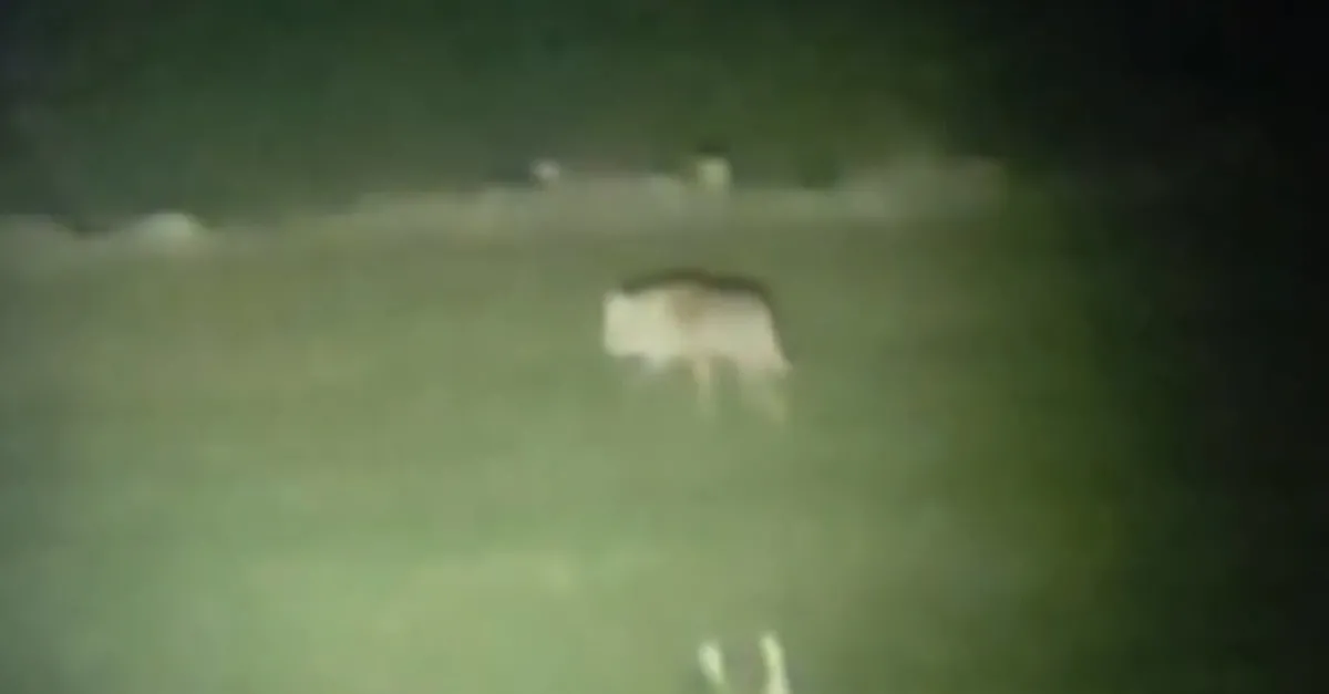 "Yerini tam söylemem gizli tutuyorum" dedi! Sivas'ta tüyler ürperten bağ