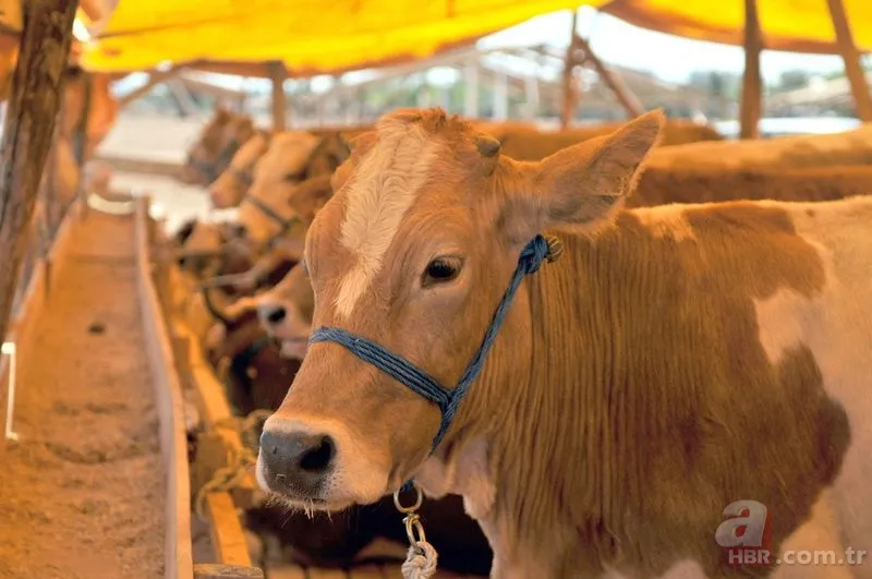 Kurban kesen kişinin yapması gerekenler nelerdir? Kurban kestikten sonra kılınan namaz kaç rekat? 6