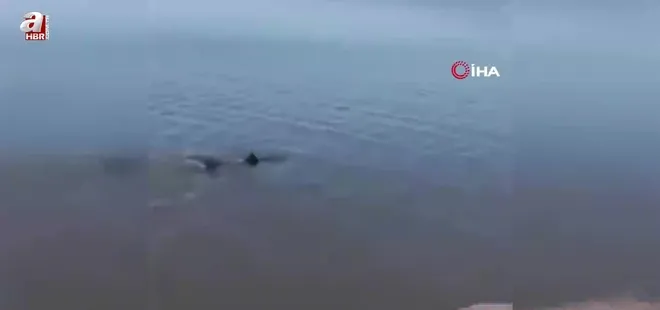 Bursa'da karaya vuran yunus kurtarıldı