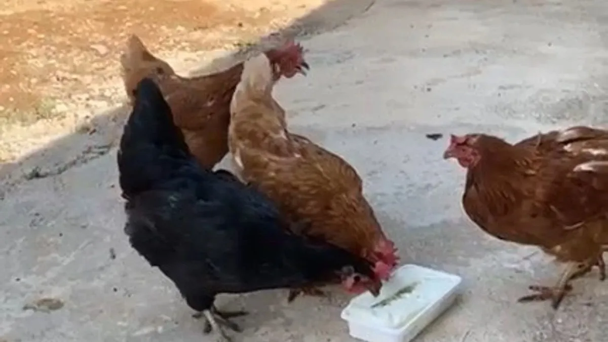 Sıcaktan bunalan tavuklarını Maraş dondurması ile serinletti