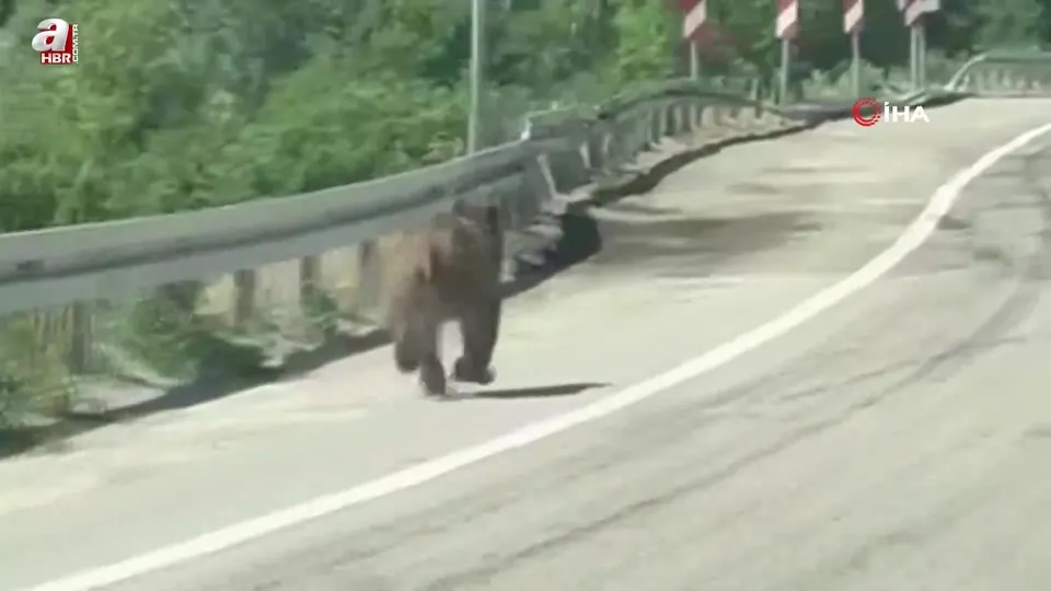 Bolu’da karayoluna çıkan ayı kamerada
