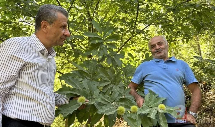 İnternetten gördü yapılamaz denileni yaptı! İlçede bir ilk: Hasat için geri sayım başladı 7