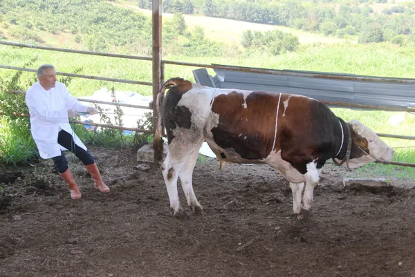 1626593286634.jpg 1 tonluk huysuz boğayı tek başına yatırdı! Kurban keseceklere rueff yöntemini önerdi - 3