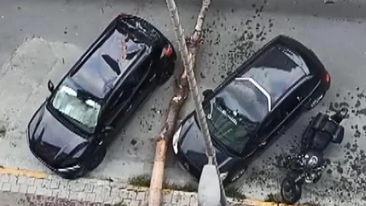 Avcılar'da kökü kuruyan ağaç araçların üzerine devrildi