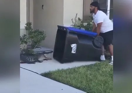 Bahçeye giren timsah korku dolu anlar yaşattı! Bakın çöp kovasıyla nasıl yakaladı