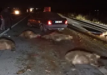 Afyonkarahisar otomobil sürüye çarptı! 20 koyun telef oldu