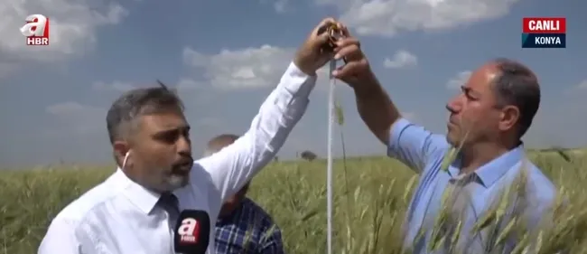 Konya’da yaklaşık 2 metrelik buğday yetiştirildi! 180 santimetrelik buğday nasıl yetiştirilir?