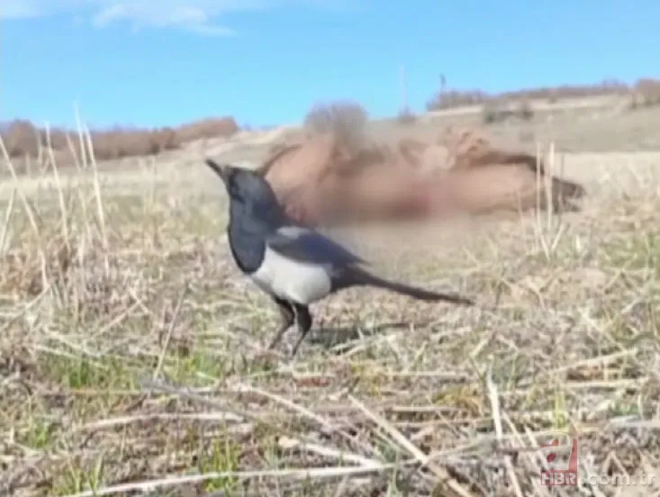 Rize’de sürü halinde ortaya çıktılar! Yavru köpeği mi yediler? 9