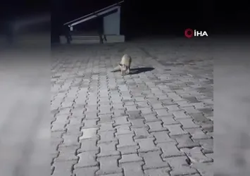 Elazığ'da aç tilki korucu kulübesine geldi karnını doyurup gitti